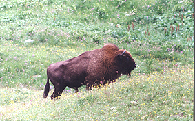 Wisent.jpg