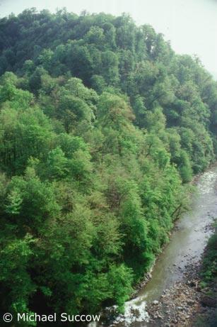 wald_und_fluss.jpg